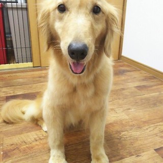 ありがとうございました☆３歳ゴールデンレトリーバー