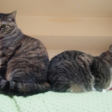 今朝、めずらしいポーズを目撃。密着してる猫のあいだに、手を差し込んでみました。なんか、気持ちよかった♡