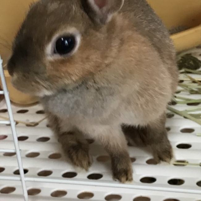 めぐひまのカバー写真