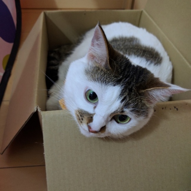 Sid_Vicious_SASのカバー写真