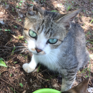 キジ白猫の里親募集