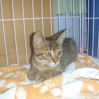 おりこうキジ子猫を家族にして下さい！