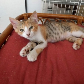 しょんぼり顔の、のんちゃん