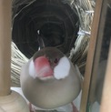 シナモン文鳥オス