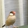 シナモン文鳥オス サムネイル2