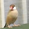 シナモン文鳥オス サムネイル3