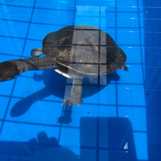 マッコードナガクビガメ　メス