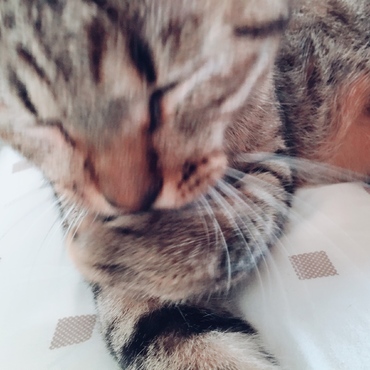 の写真