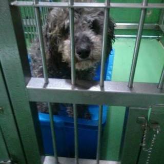 【感謝】団体さんに繋がりました★トイプーmix君