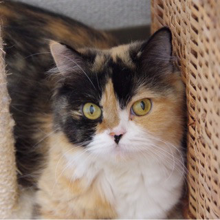 人が大好きスコティシュホールド♀テテちゃん