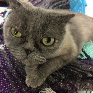 おっとり甘えっ子ブリティシュショートヘア♀ペコ