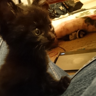 子猫の里親募集