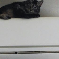 エアコンの上で