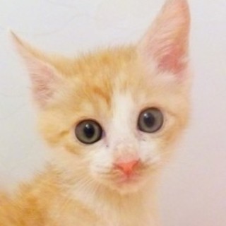 7/30池袋★トラ吉くん★まだ少しビビリです