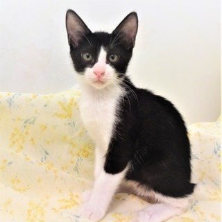 7/30池袋★クッキーくん★クールなイケメンくん