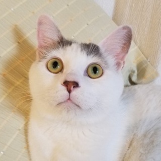 7/30池袋★四葉君★ふわふわふんわり甘えん坊