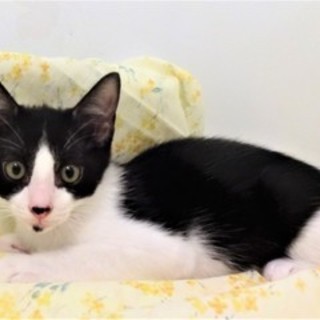 8/13銀座★カールくん★同じ模様は2匹と居ないヨ