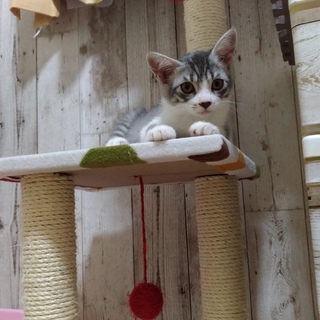 4兄妹の女の子　ゆずちゃんです！