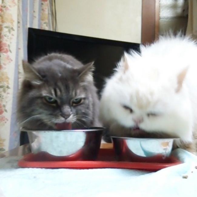 ムンにゃんのカバー写真