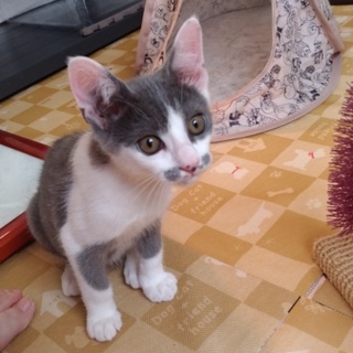 4兄妹の男の子　ライムくんです！