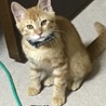 地域猫の茶トラ３兄弟の里親様を募集しています。 サムネイル4