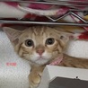 地域猫の茶トラ３兄弟の里親様を募集しています。 サムネイル6