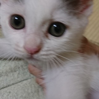 雑種の白猫ちゃんです。