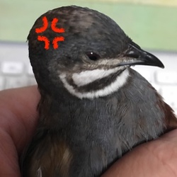 「「おれはつよいんだぞー！！！」」サムネイル2