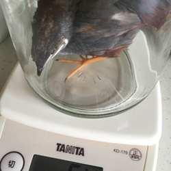 「「おれはつよいんだぞー！！！」」サムネイル3