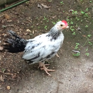 【至急】飼っていただける方見つかりました