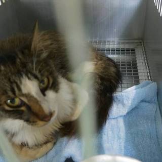 白キジの男の子里親さん待っています