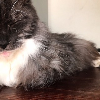 メインクーン（メス）の募集です