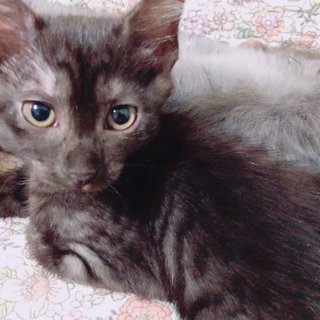 まったりうとうと…優しい子です✿✿