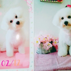 もうすぐアフロになれるモフ