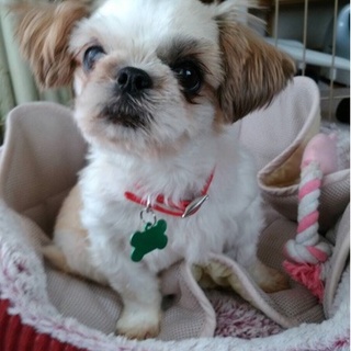 シーズー　メス　楓（かえで）