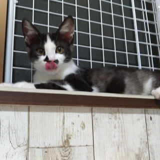 ４兄妹のちょび髭男の子　ブラッド君