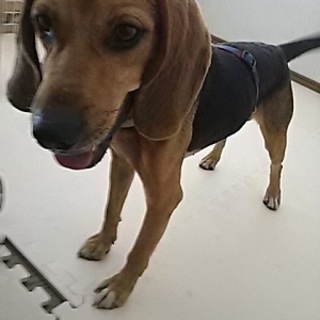 保健所から出たばかり。ごきげんさんのビーグル君