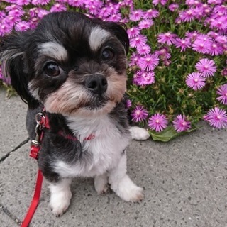 甘えん坊のチワワミックス