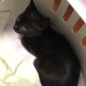 里親探しの黒猫娘(保護活動者)