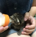※読んで下さい！生後10日の子猫ちゃんの話！