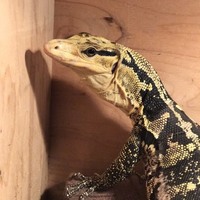 カミンギーモニター