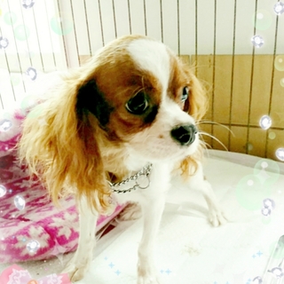 キャバリアの子犬♡澪（ミオ）ちゃん
