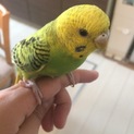 なでなで大好きセキセイインコ