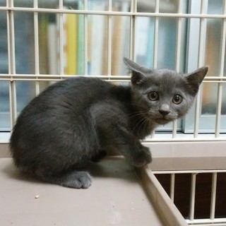 ロシアンブルー風「ユリオ」くん（５月上旬生まれ）