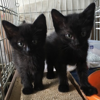 可愛い黒猫兄妹二頭一緒に迎えてくださる方