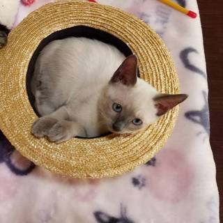 シャム風の可愛いナイトくん(^-^)