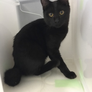 黒猫さん【里親決定ありがとうございました】