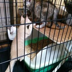 7月30日に愛知県豊川市で犬猫の譲渡会！