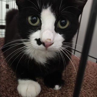 ハチワレ靴下ちゃん♀