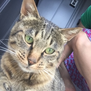 デカ猫♂キジトラちゃん